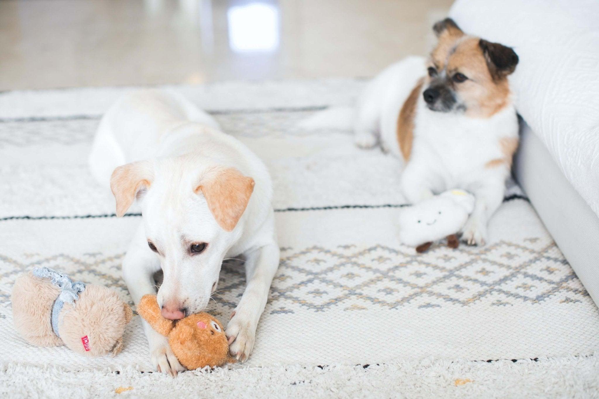 15 Best Dog Toys Keeping Your FourLegged Friend Amused Dog Hugs Cat