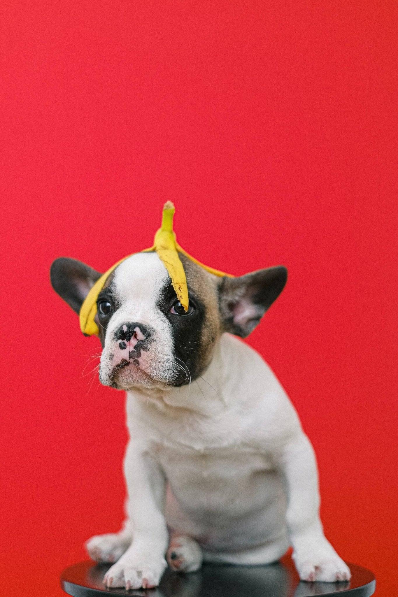 A closer look at Bananas For Canine Paw Health