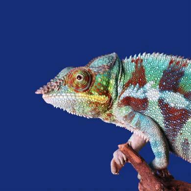 Reptile - Dog Hugs Cat