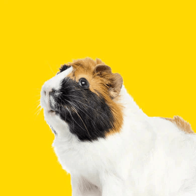 Small Pet - Dog Hugs Cat