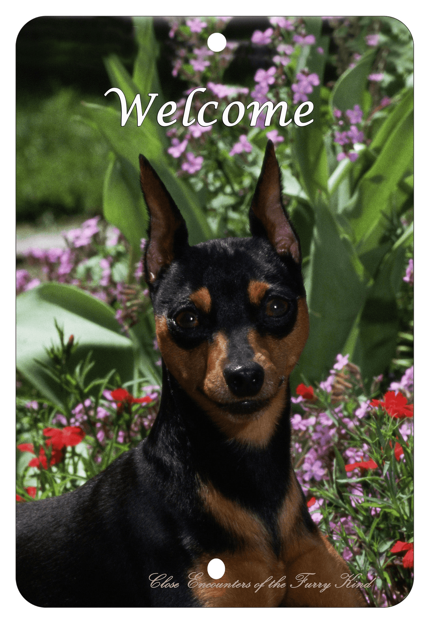 Miniature Pinscher Best Of Breed Indoor/Outdoor Aluminium Sign
