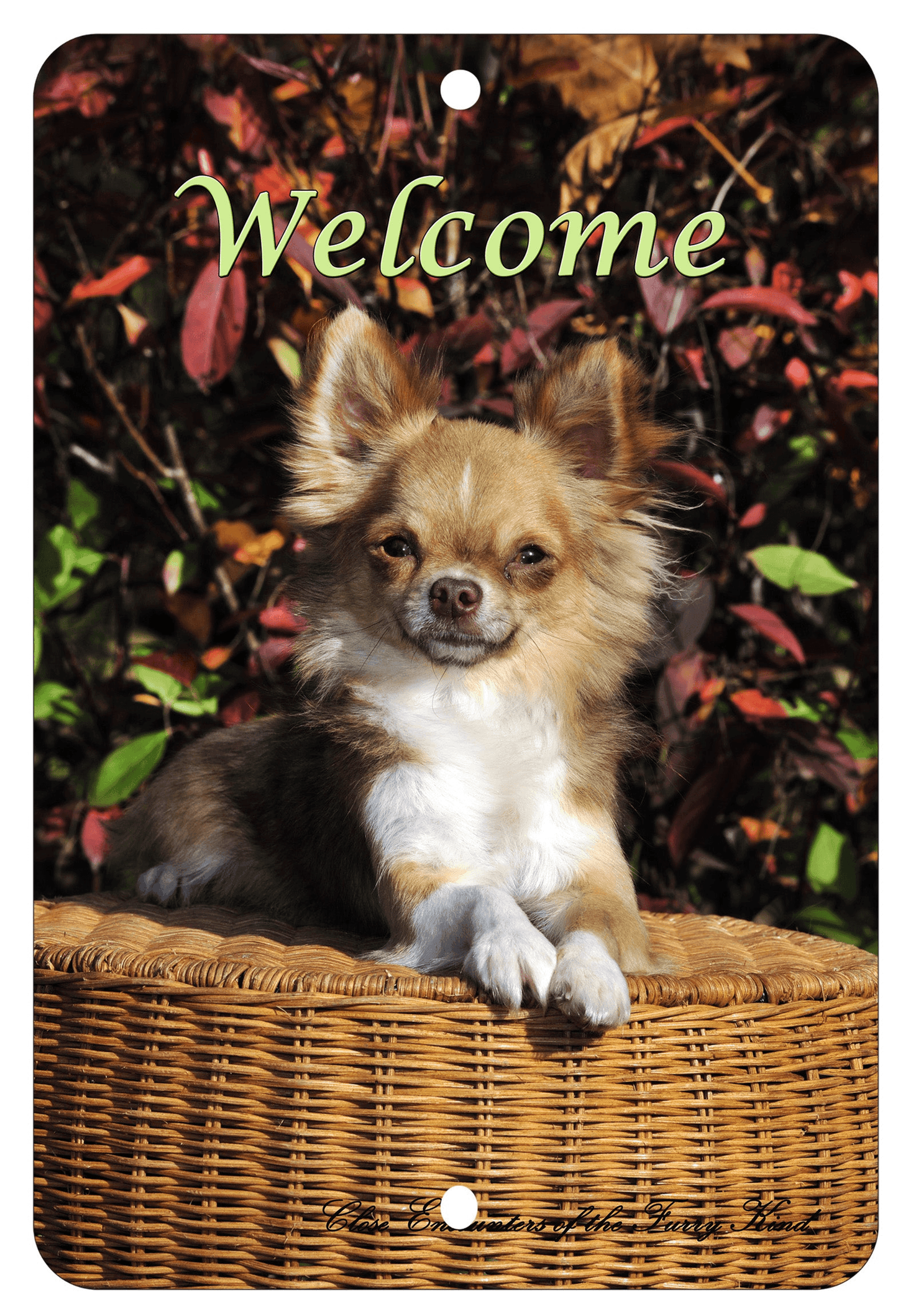 Chihuahua Longhair Best Of Breed Aluminium Sign