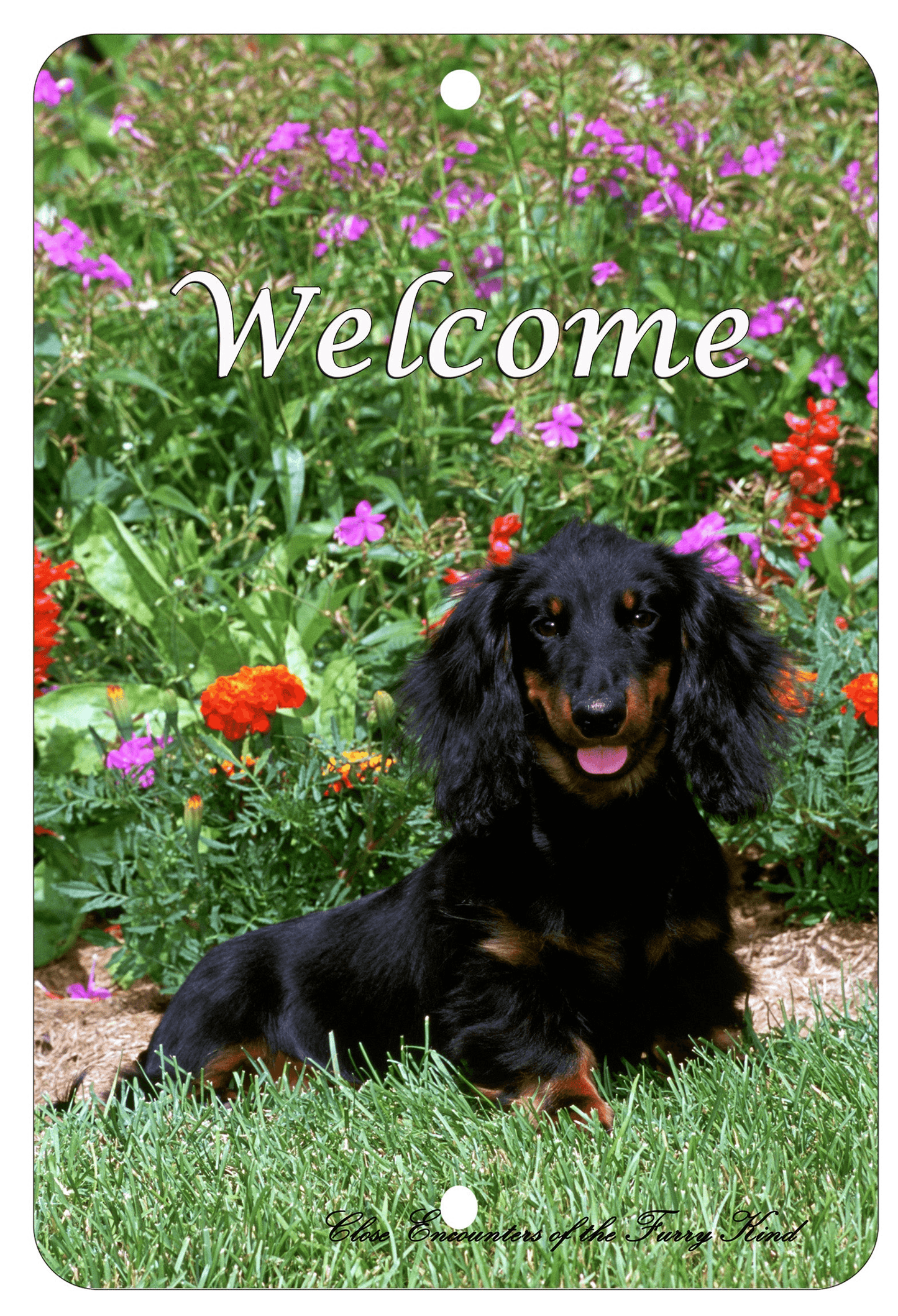 Dachshund Black/Tan Longhair Aluminium Sign - Best Of Breed