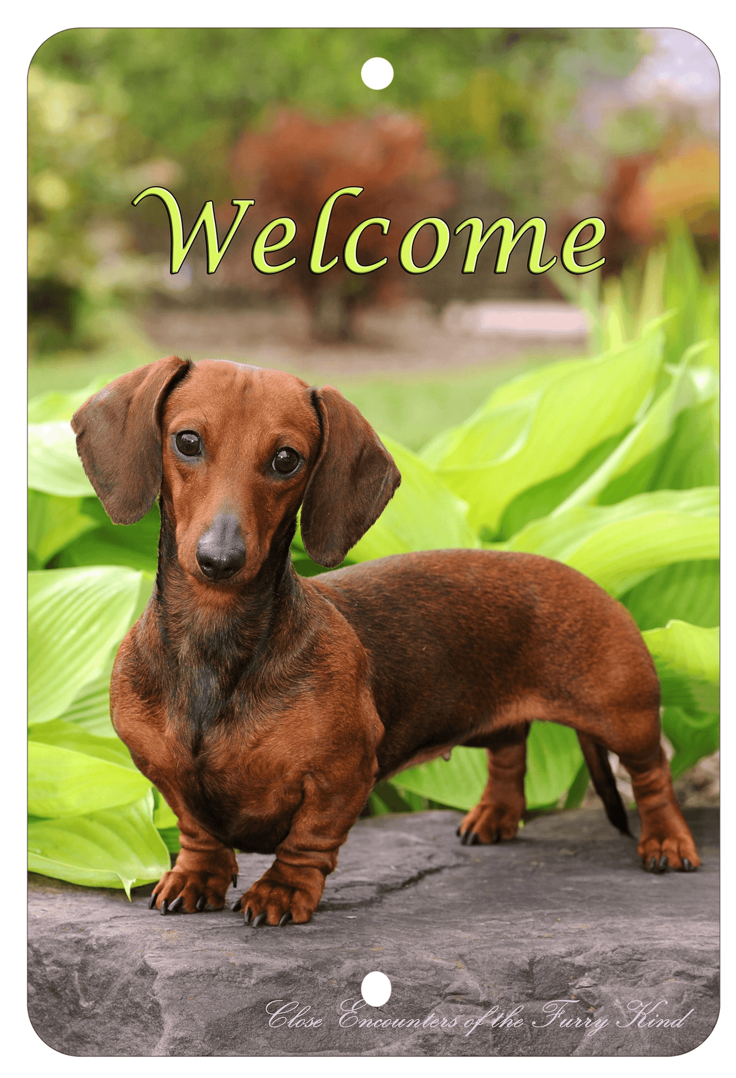 Dachshund Red - Premium Indoor/Outdoor Aluminium Sign