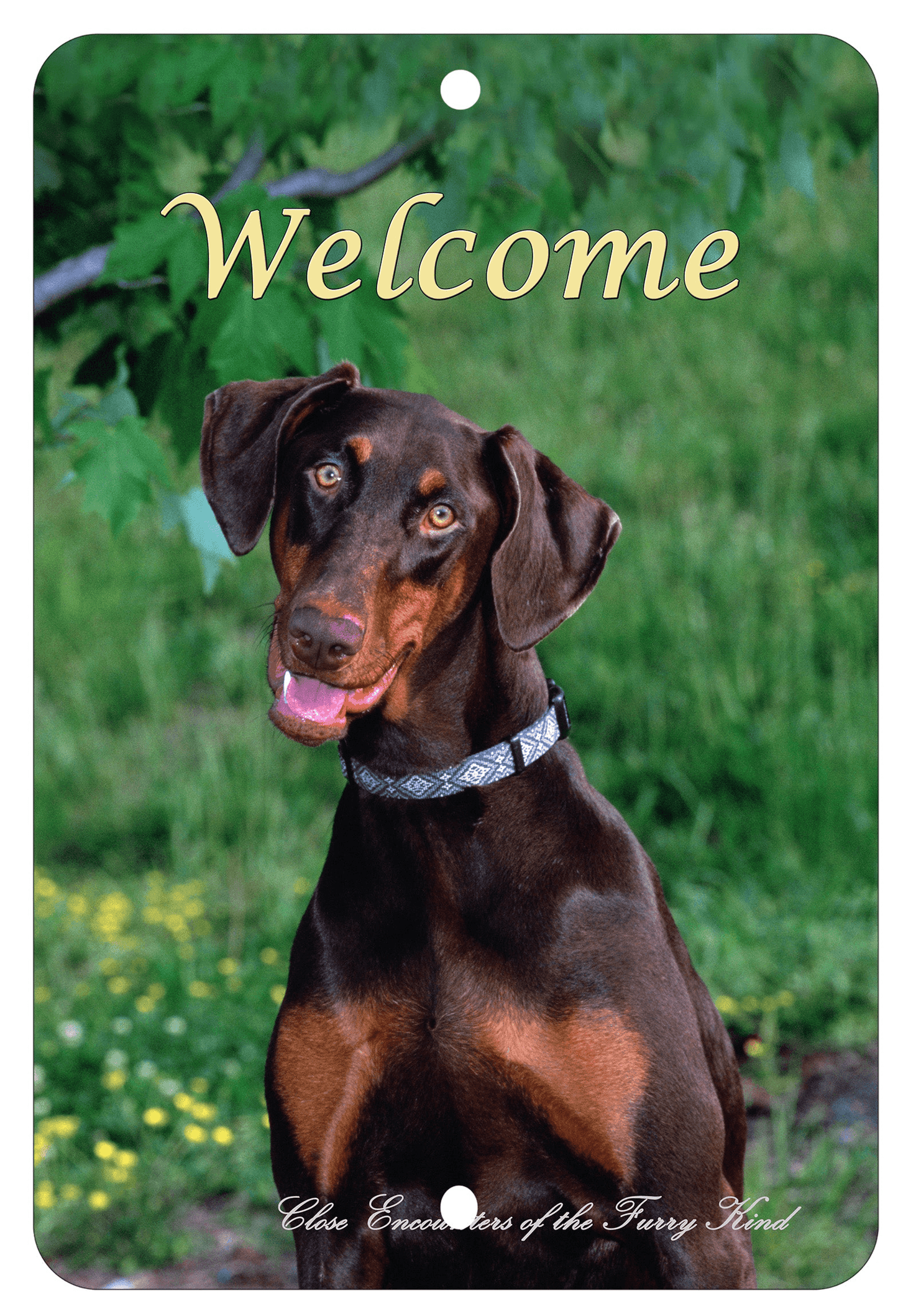 Doberman Uncropped Indoor/Outdoor Aluminium Sign - Best Of Breed