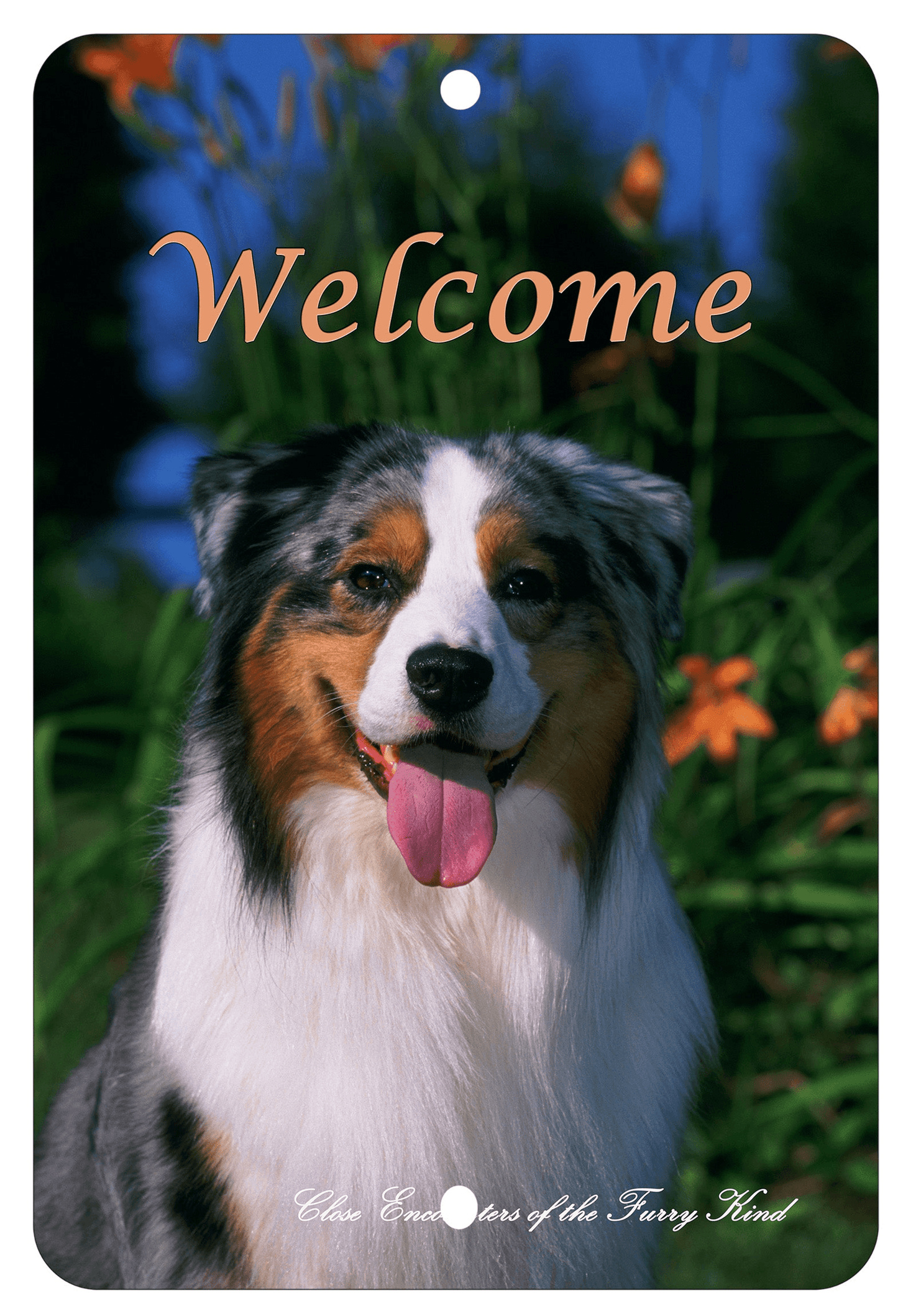 Australian Shepherd Indoor/Outdoor Aluminium Sign