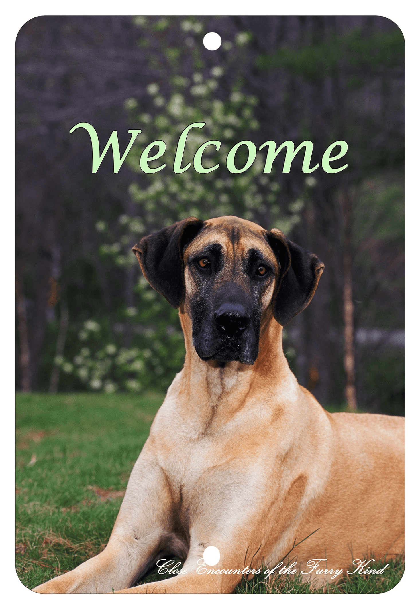 Great Dane Indoor/Outdoor Aluminium Sign - Best Of Breed