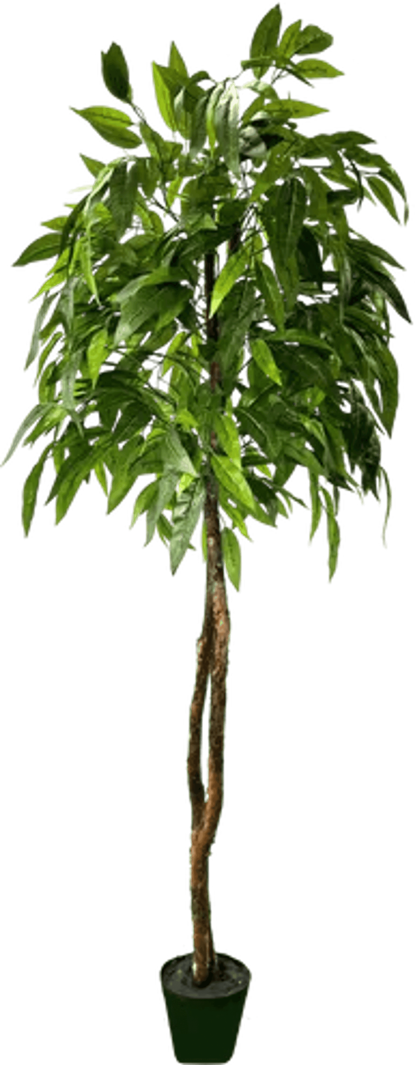 6' Premium Artificial Dragonwood Mango Tree