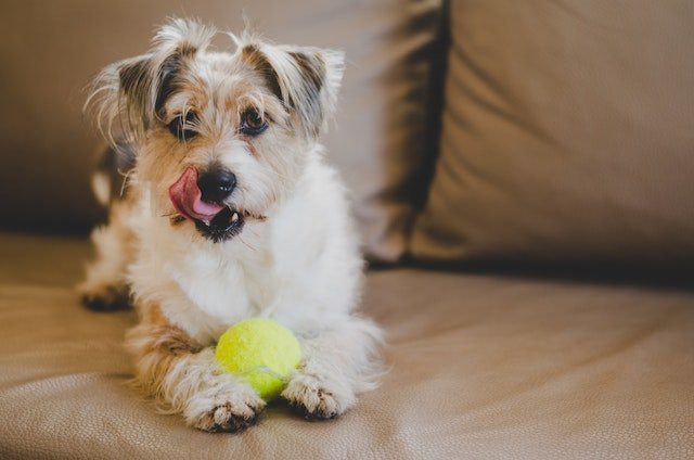 11 Best Dog Balls for Playful Pups - Top Picks for Hours of Fun - Dog Hugs Cat