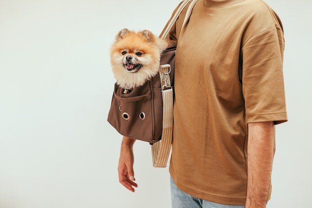 11 Best Dog Carriers for Taking Your Pet With You - Dog Hugs Cat
