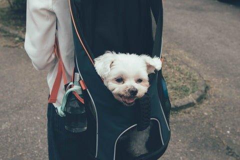 11 Best Dog Front Carriers: A Comprehensive Guide for Pet Parents - Dog Hugs Cat