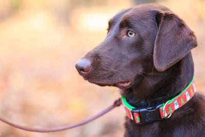 11 Best Dog Leashes for Every Type of Dog - Dog Hugs Cat