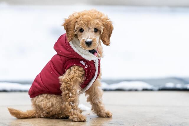 11 Best Dog Winter Coats: Keeping Your Canine Cozy in the Cold! - Dog Hugs Cat