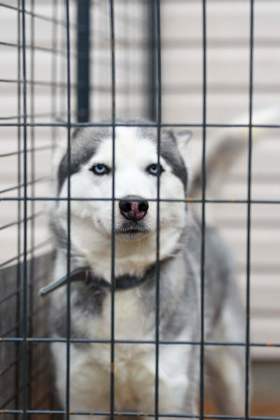 11 Best Large Dog Kennels: Secure and Spacious Retreats for Your Dog - Dog Hugs Cat
