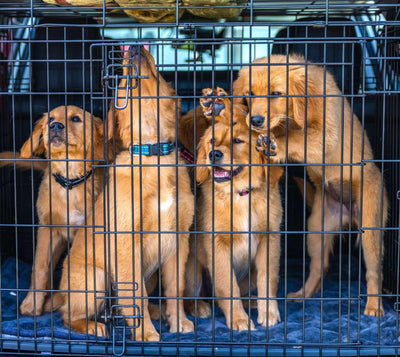 11 Best XL Dog Crates: Roomy & Secure Canine Retreats - Dog Hugs Cat