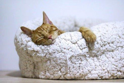 13 Best Cat Beds: Cozy and Quality Options for Your Feline Friend - Dog Hugs Cat