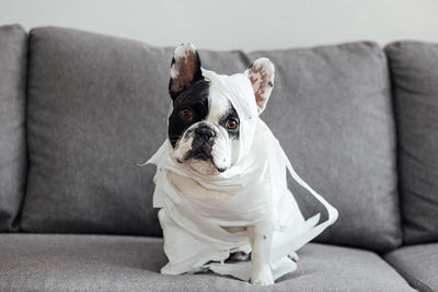 13 Best Dog Couches for Ultimate Comfort and Style | Top-Rated Picks - Dog Hugs Cat