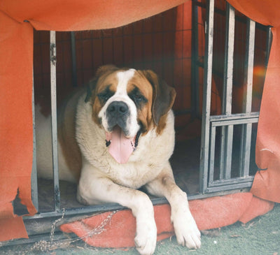 13 Best Dog Crates: Giving Your Pet Friend Comfort and Security - Dog Hugs Cat
