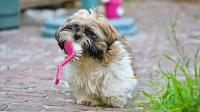 13 Best Dog Grooming Supplies | Must-Have Tools for Canine Care - Dog Hugs Cat
