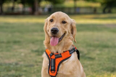 13 Best Dog Harnesses for Comfortable Walks and Training - Dog Hugs Cat