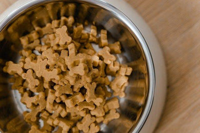 15 Best Dog Food Bowls | Choosing the Best Dish for Your Pet - Dog Hugs Cat