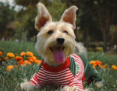 15 Best Dog Jackets for All-Weather Protection | Top Canine Coat Picks - Dog Hugs Cat