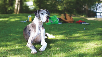 3 Best XXL Dog Crates for Spacious Comfort and Security - Dog Hugs Cat