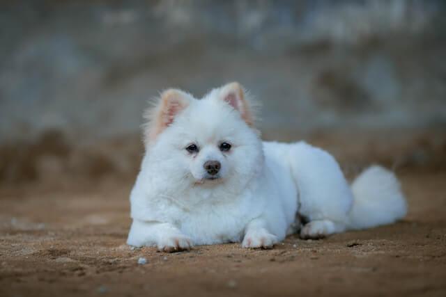 5 Best Dog Pants for Comfort and Style | Top Canine Trousers - Dog Hugs Cat