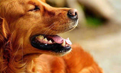 5 Best Large Dog Crates: Giving Comfort and Security To Your Big Dog - Dog Hugs Cat