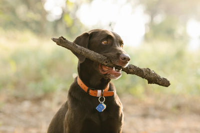 5 Best Leather Dog Collars for Timeless Style and Durability - Dog Hugs Cat