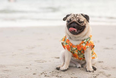 5 Best Pug Shirts: Adorable & Stylish Options for Pug Lovers! - Dog Hugs Cat