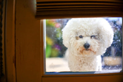 5 Best Small Dog Crates - Top Picks for Your Petite Pooch - Dog Hugs Cat