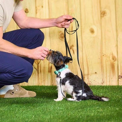 6 Best Potty Pads : The Ultimate Guide to Housebreaking Your Dog - Dog Hugs Cat