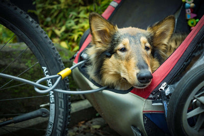 6 Best Small Dog Carriers for Comfortable and Stylish Travels - Dog Hugs Cat