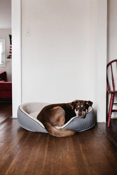 7 Best Chew Proof Dog Beds: Durable Options for Energetic Pups - Dog Hugs Cat