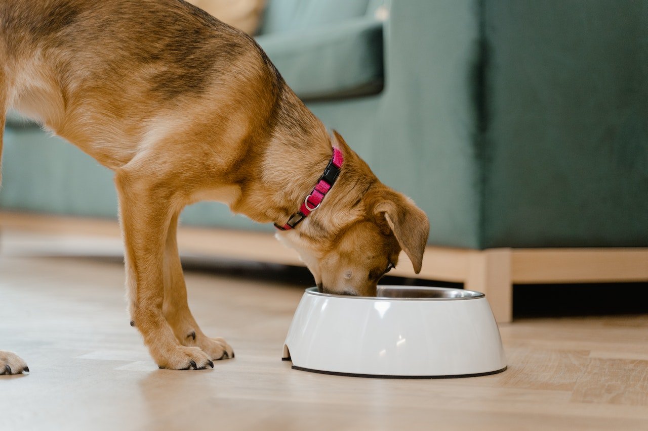 7 Best Dog Bowls for Fast Eaters: Slow Down Mealtime for a Healthier Pup - Dog Hugs Cat