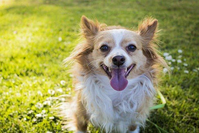 7 Best Dog Cages: Ensuring Comfort and Safety for Your Dog Companion - Dog Hugs Cat