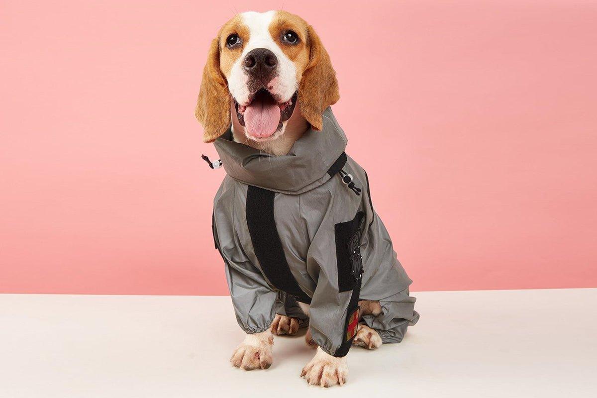 7 Best Dog Dresses : How to Choose the Perfect Outfit for Your Pup - Dog Hugs Cat
