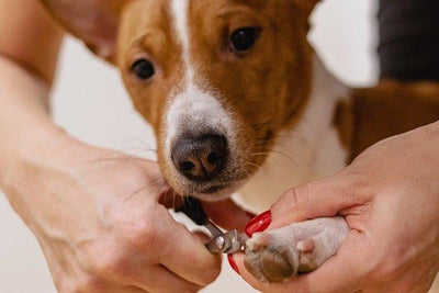 7 Best Dog Nail Cutters for Safe and Easy Grooming - Dog Hugs Cat
