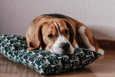 7 Best Dog Pillows: Uncover Cozy and Comfortable Options for Your Pup! - Dog Hugs Cat