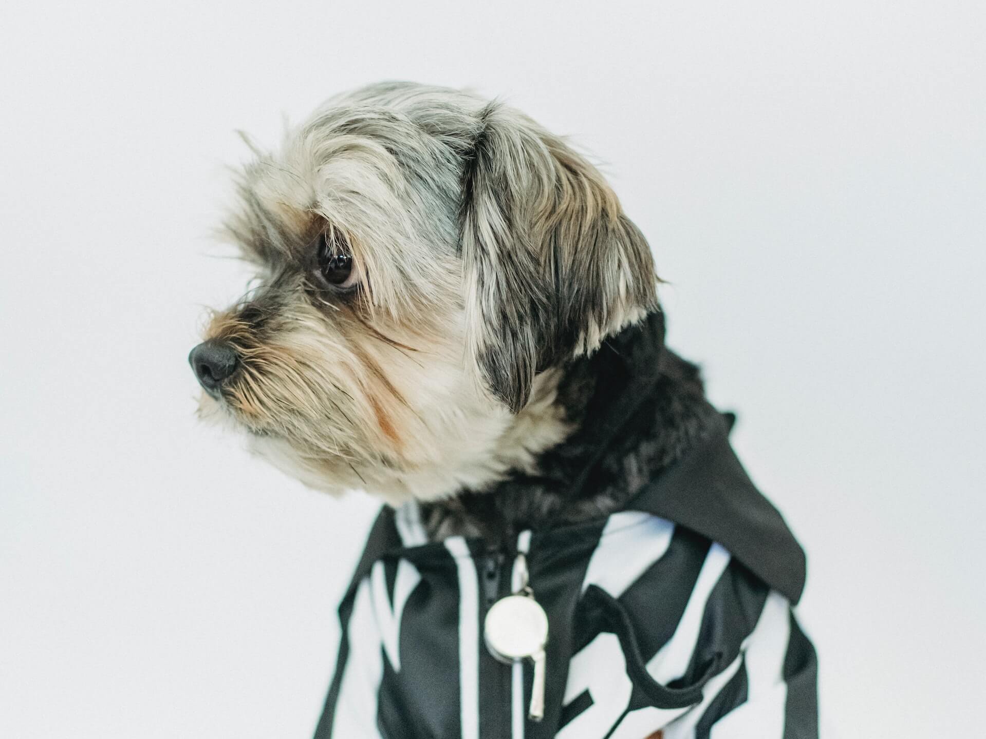 7 Best Dog Shirts for Style and Comfort | Top Canine Shirt Picks - Dog Hugs Cat