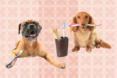 7 Best Dog Toothbrushes for Optimal Canine Dental Care - Dog Hugs Cat