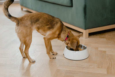 7 Best Elevated Dog Bowl Stands: Top-Rated Options for Every Pup - Dog Hugs Cat