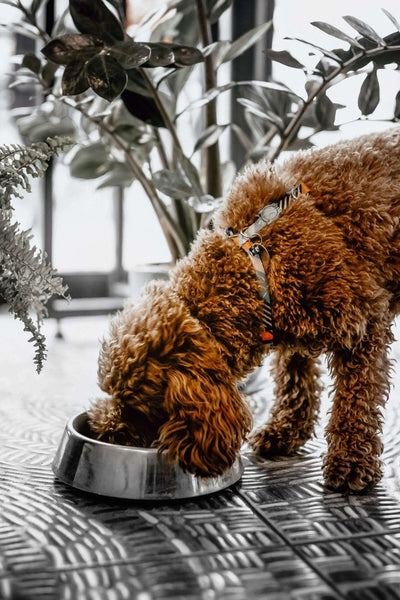 7 Best Elevated Dog Bowls - Elevated Feeding Solutions for Happy Pups - Dog Hugs Cat