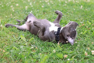 7 Best Martingale Collars for Gentle and Effective Dog Training - Dog Hugs Cat