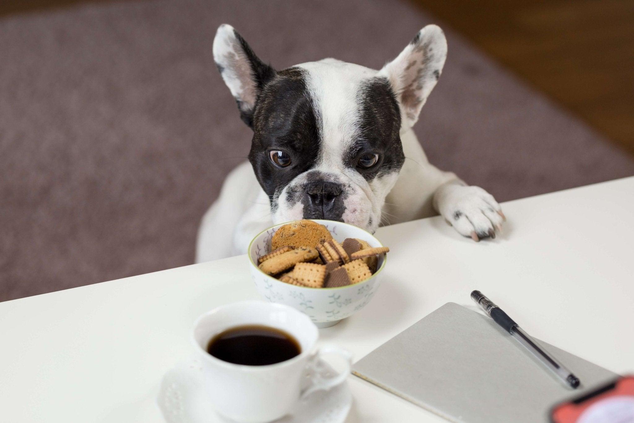 8 Best Dog Bowl Stands - Elevated and Stylish Feeding Solutions - Dog Hugs Cat