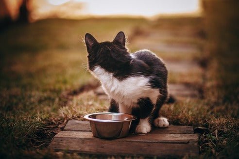 9 Best Cat Bowls - Durable & Stylish Picks for Feline Friends - Dog Hugs Cat
