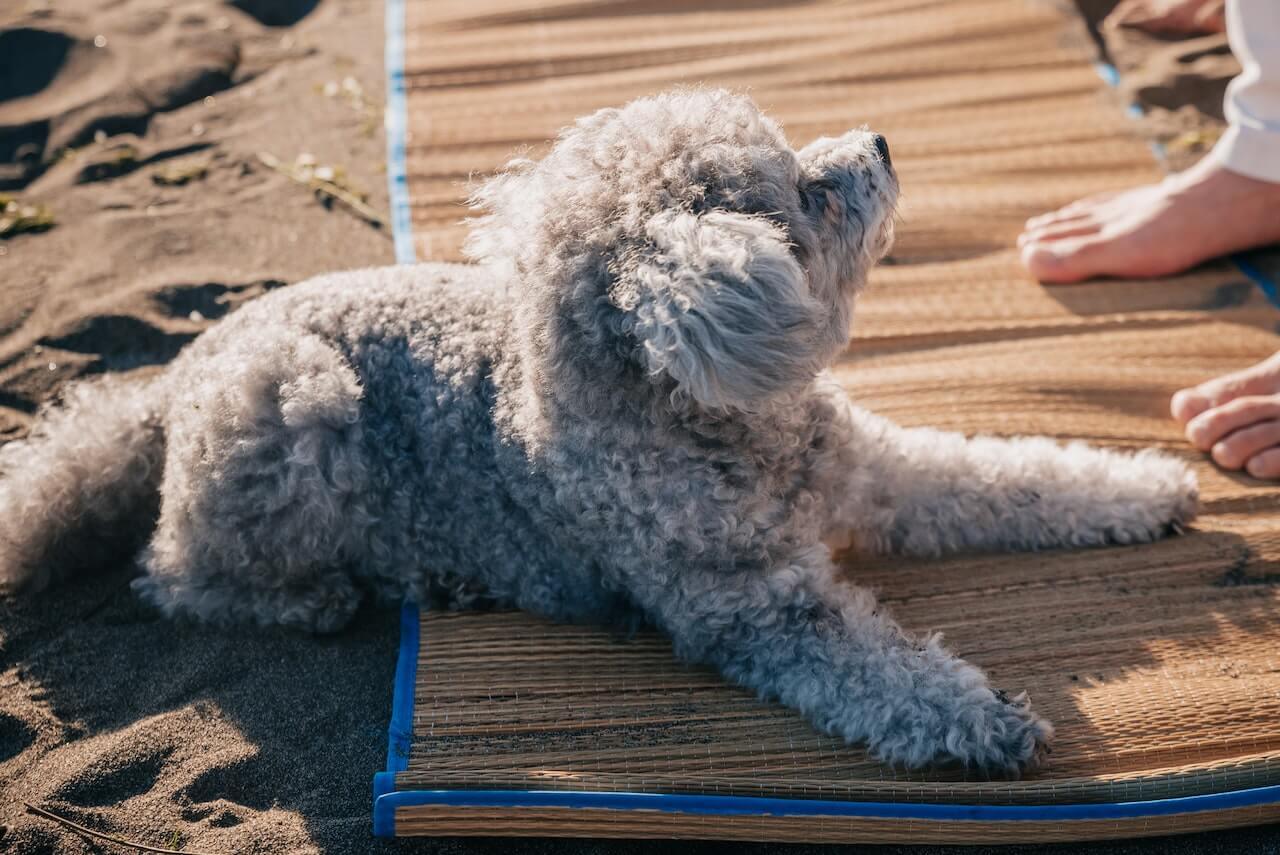 9 Best Cooling Dog Mats for Hot Days - Keep Your Pup Comfy and Cool! - Dog Hugs Cat