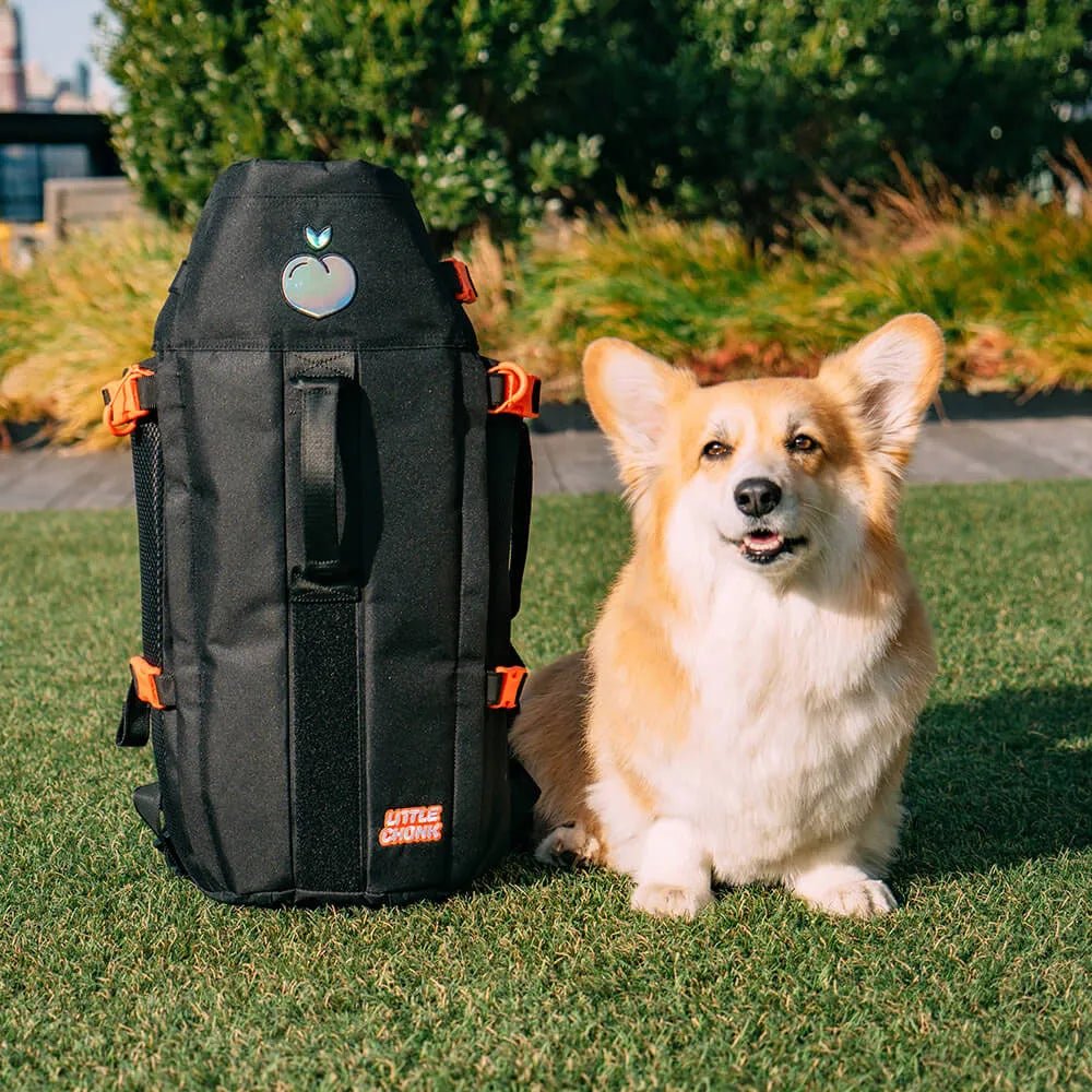9 Best Corgi Backpacks: Adorable and Functional Choices for Dog Lovers - Dog Hugs Cat