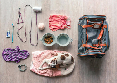 9 Best Dog Accessories for a Tail-Wagging Good Time | A Complete Guide - Dog Hugs Cat
